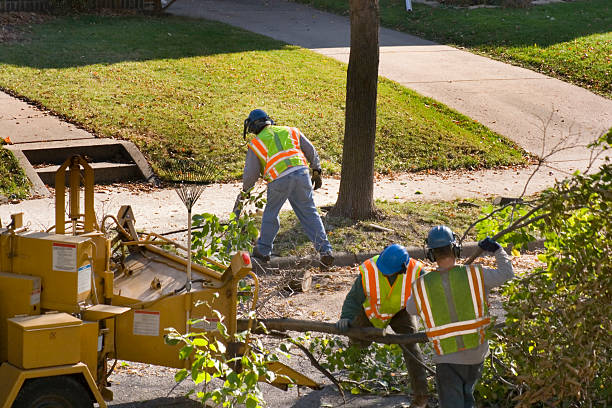 Best Tree Root Removal  in Orlovista, FL